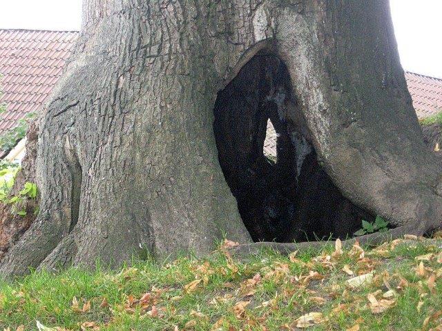 Baumhöhle